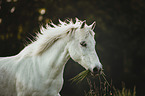 Gotland-Pony