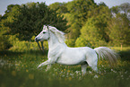 Gotland-Pony auf Blumenwiese