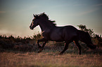 rennendes Gotland-Pony