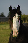 Irish Tinker Portrait