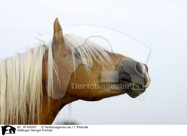 Haflinger Hengst Portrait / IP-00097