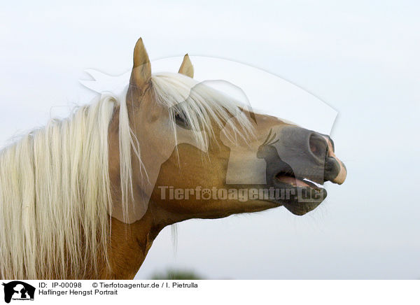 Haflinger Hengst Portrait / stallion portrait / IP-00098