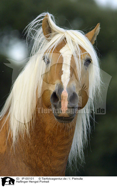 Haflinger Hengst Portrait / stallion portrait / IP-00101