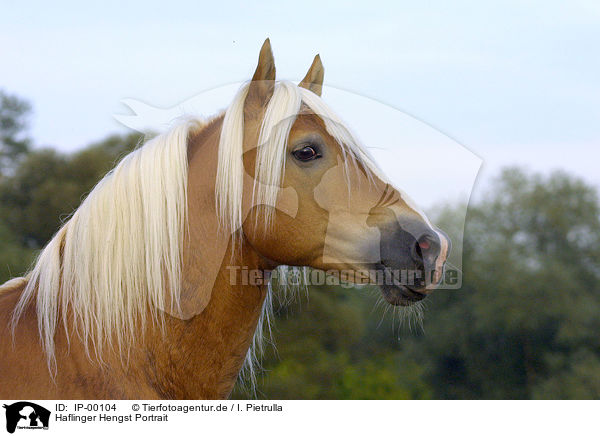 Haflinger Hengst Portrait / stallion portrait / IP-00104