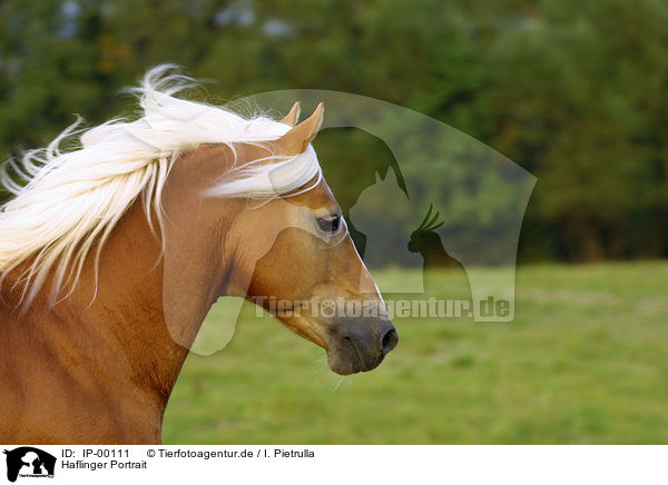 Haflinger Portrait / Horse Head / IP-00111