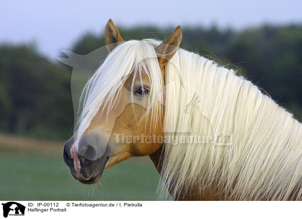 Haflinger Portrait / IP-00112