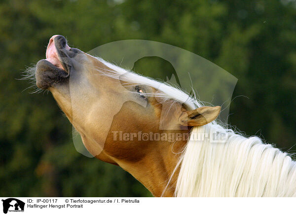 Haflinger Hengst Portrait / stallion portrait / IP-00117