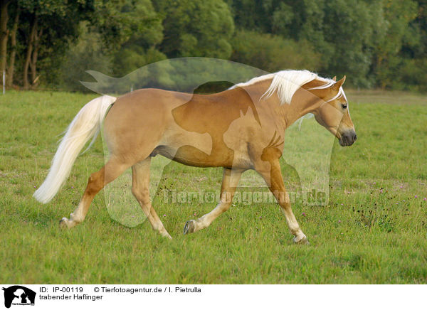 trabender Haflinger / trotting horse / IP-00119