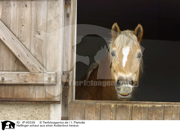 Haflinger schaut aus einer Auenbox heraus / Haflinger in stable / IP-00339