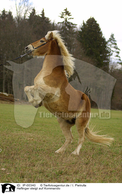 Haflinger steigt auf Kommando / rearing up horse / IP-00340