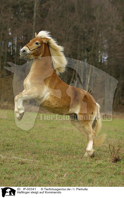 Haflinger steigt auf Kommando / rearing up horse / IP-00341
