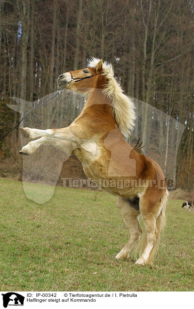 Haflinger steigt auf Kommando / rearing up horse / IP-00342