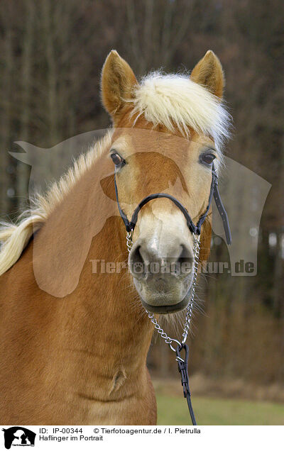 Haflinger im Portrait / Haflinger im Portrait / IP-00344