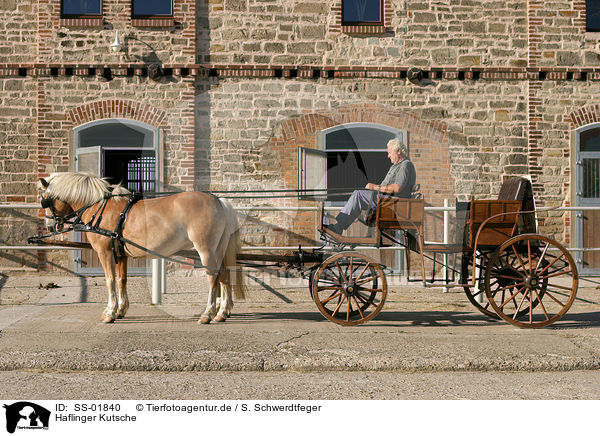 Haflinger Kutsche / SS-01840