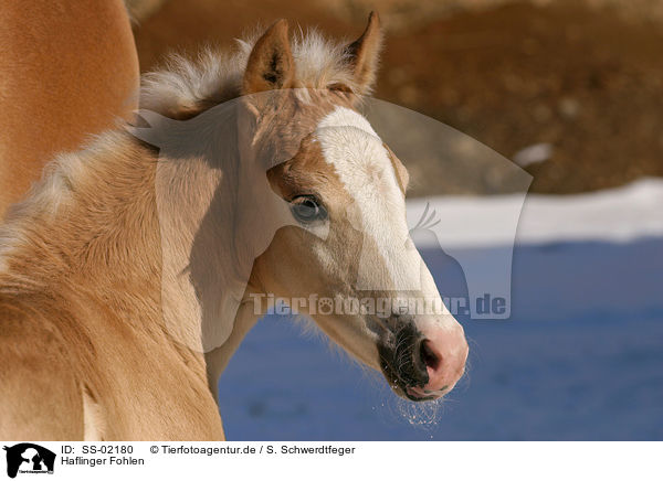 Haflinger Fohlen / SS-02180