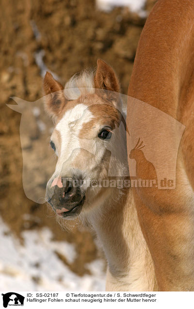 Haflinger Fohlen schaut neugierig hinter der Mutter hervor / Haflinger horse foal / SS-02187