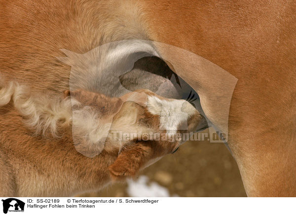 Haflinger Fohlen beim Trinken / SS-02189