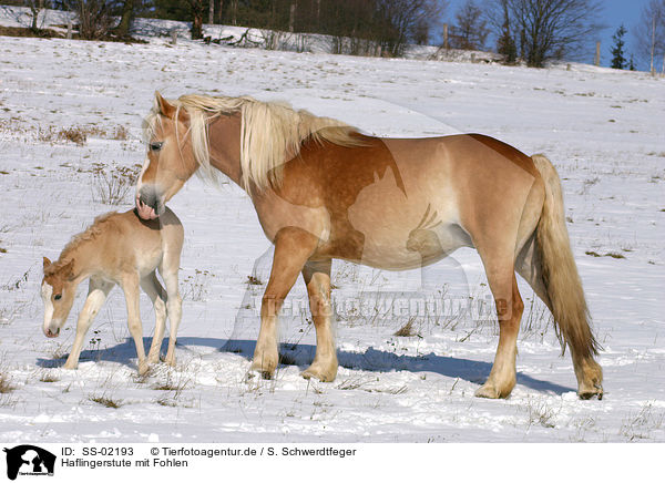 Haflingerstute mit Fohlen / Haflinger horse mare with foal / SS-02193
