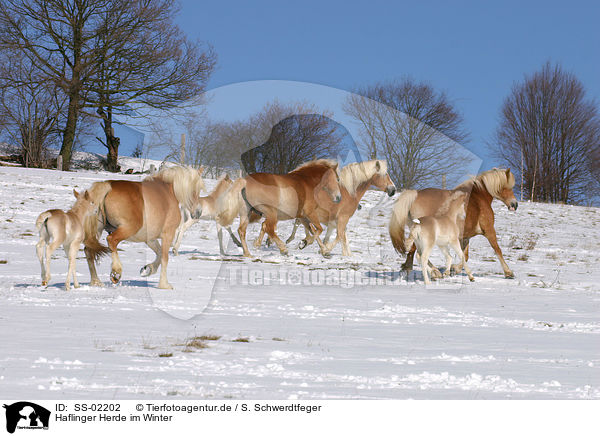 Haflinger Herde im Winter / SS-02202