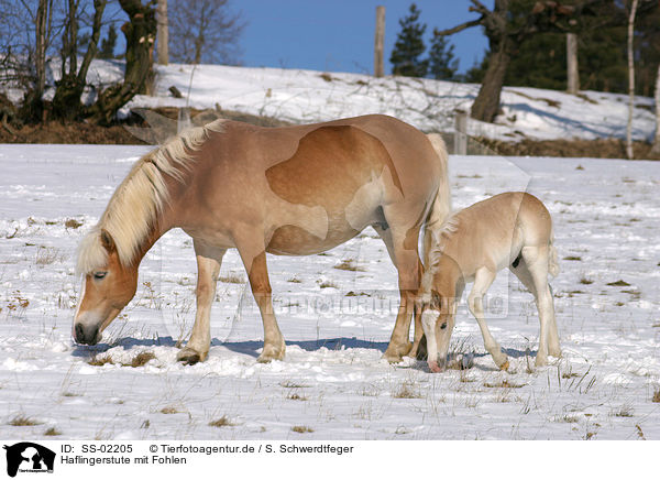 Haflingerstute mit Fohlen / Haflinger horse mare with foal / SS-02205