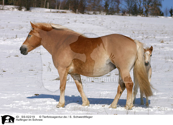 Haflinger im Schnee / Haflinger horses in the snow / SS-02219