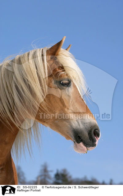 Haflinger Portrait / SS-02225