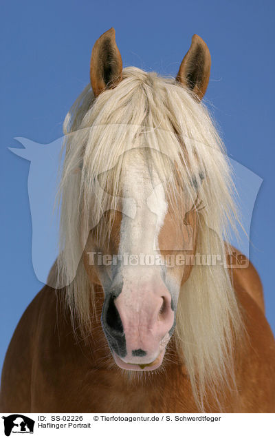Haflinger Portrait / Haflinger horse portrait / SS-02226