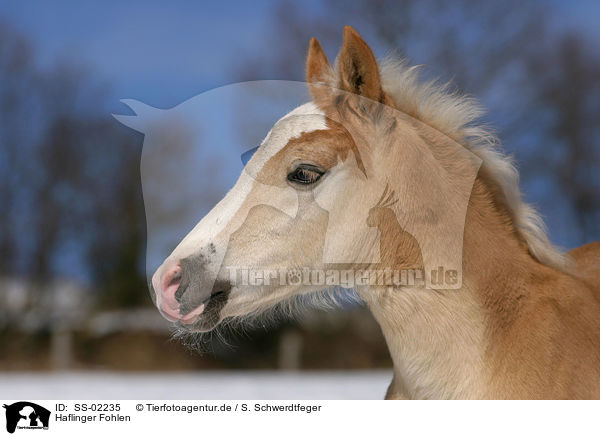 Haflinger Fohlen / Haflinger horse foal / SS-02235