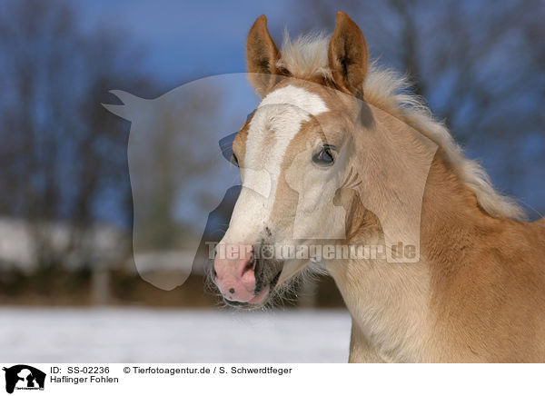 Haflinger Fohlen / SS-02236