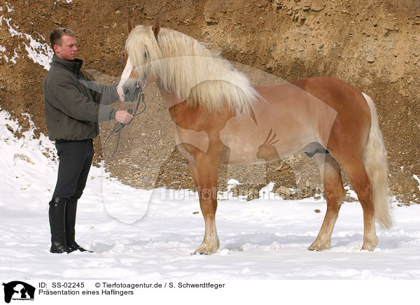 Prsentation eines Haflingers / man with Haflinger stallion / SS-02245