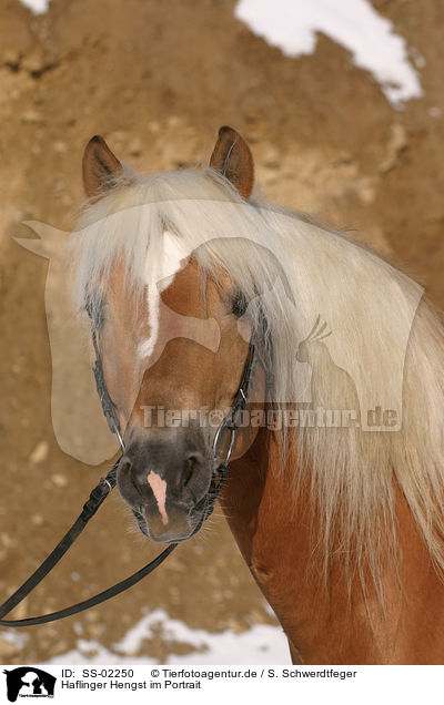 Haflinger Hengst im Portrait / Haflinger horse portrait / SS-02250