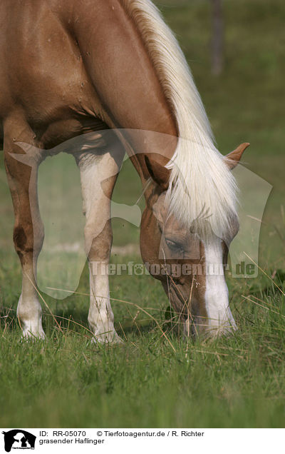 grasender Haflinger / grazing horse / RR-05070