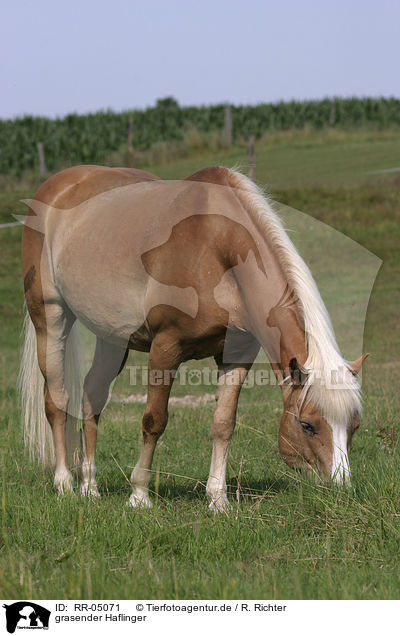 grasender Haflinger / RR-05071