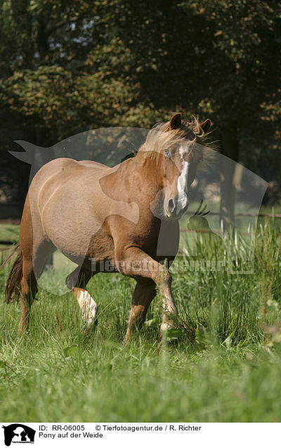 Pony auf der Weide / RR-06005