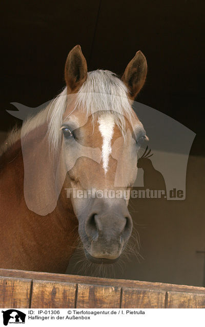 Haflinger in der Auenbox / horse head / IP-01306