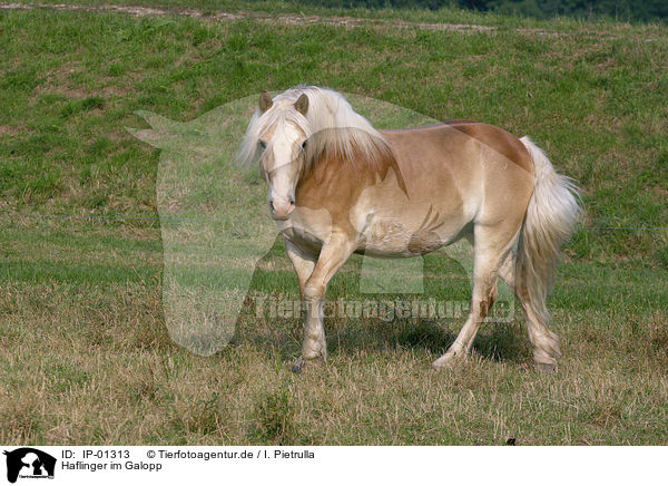 Haflinger im Galopp / galoping horse / IP-01313