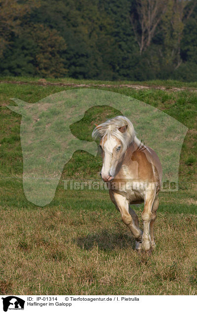 Haflinger im Galopp / galoping horse / IP-01314