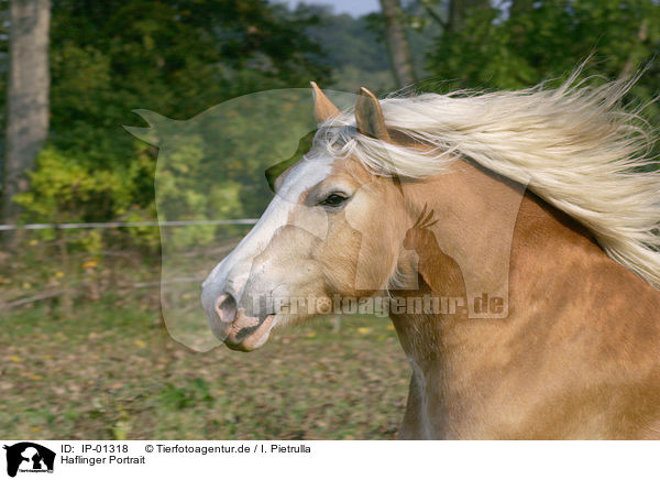 Haflinger Portrait / Haflinger Portrait / IP-01318