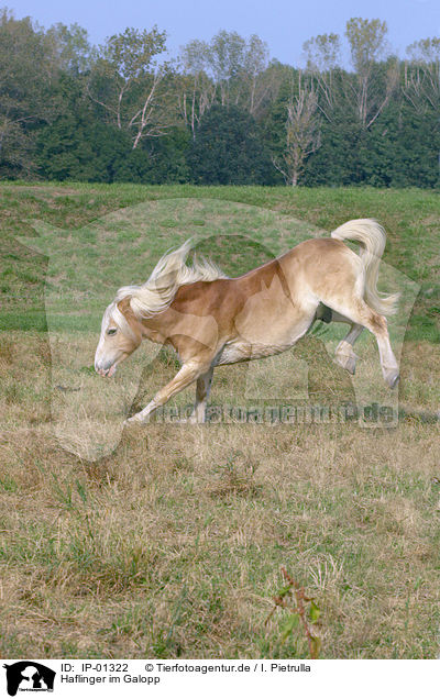 Haflinger im Galopp / galoping horse / IP-01322