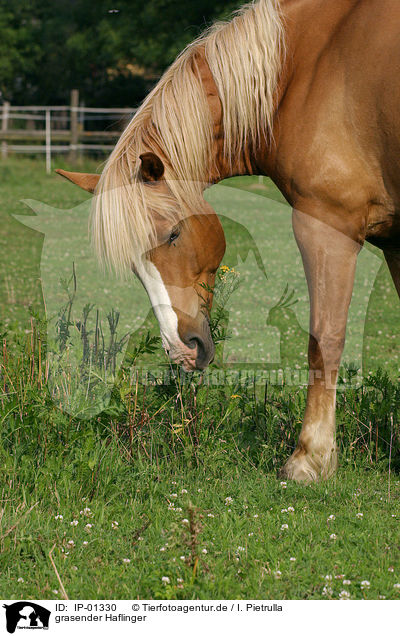 grasender Haflinger / grazing horse / IP-01330