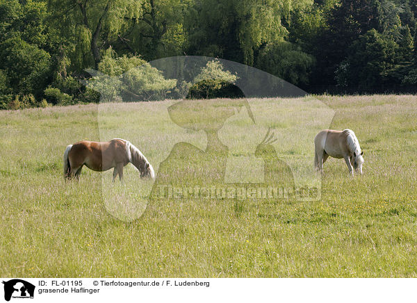 grasende Haflinger / grazing horses / FL-01195