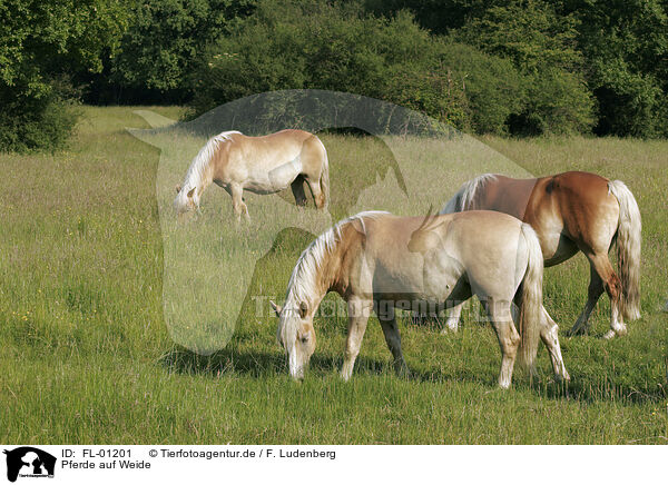 Pferde auf Weide / FL-01201