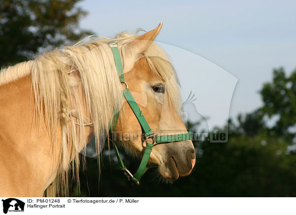 Haflinger Portrait / horse head / PM-01248