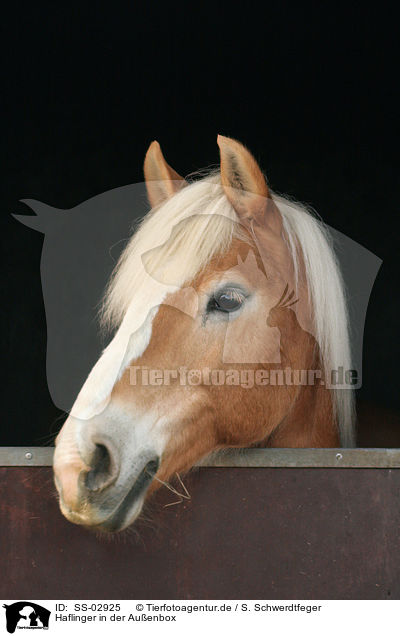 Haflinger in der Auenbox / Haflinger horse in box / SS-02925