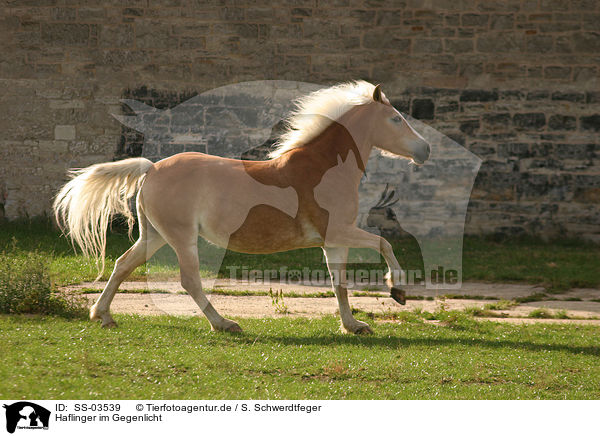 Haflinger im Gegenlicht / Haflinger horse in backlight / SS-03539