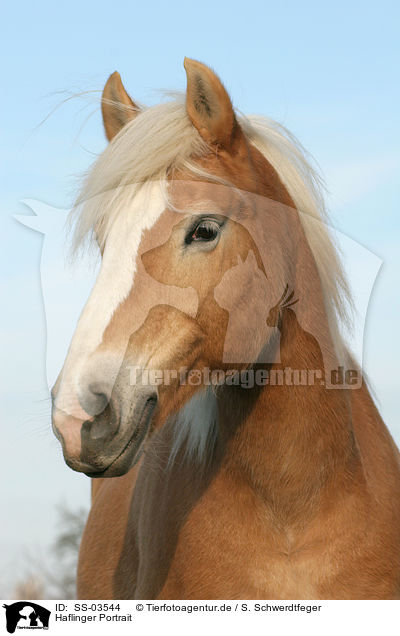 Haflinger Portrait / Haflinger horse portrait / SS-03544