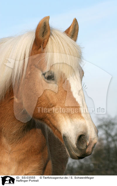 Haflinger Portrait / Haflinger horse portrait / SS-03555
