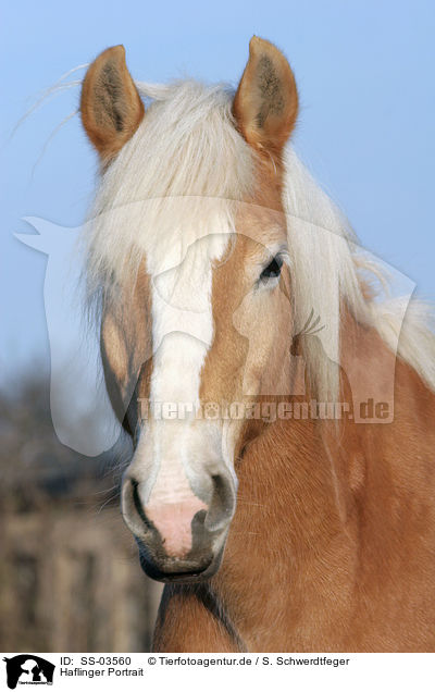 Haflinger Portrait / Haflinger horse portrait / SS-03560