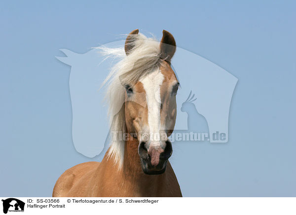 Haflinger Portrait / Haflinger horse portrait / SS-03566