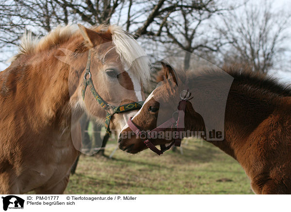 Pferde begren sich / horses / PM-01777